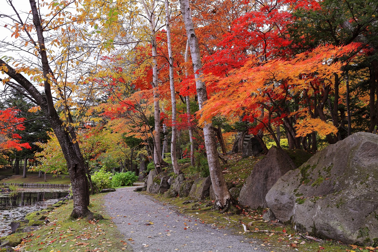 紅葉①